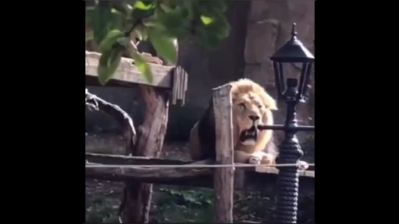 It's so funny. A dialogue between a man and a lion