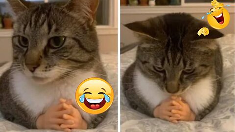 Funny animal videos🐈| funny cat videos😺|hilarious cat fail moments try not to laugh