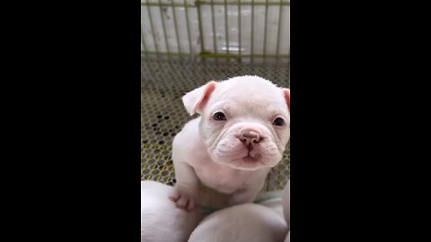 Amazing dog