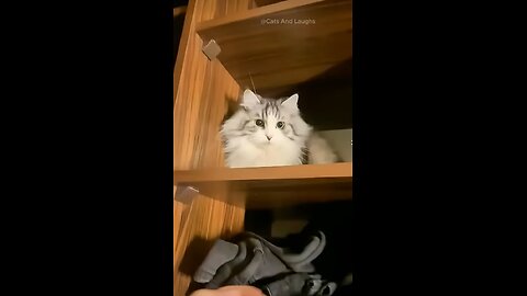 Funny Animals🤣🤣🤣