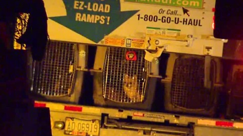 164 dogs seized in Sandy Valley by authorities in animal cruelty investigation - FB