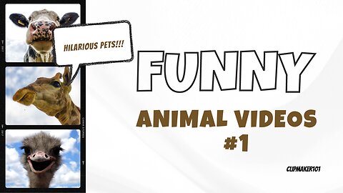 Funny animals #1