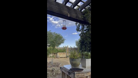 Hummingbirds