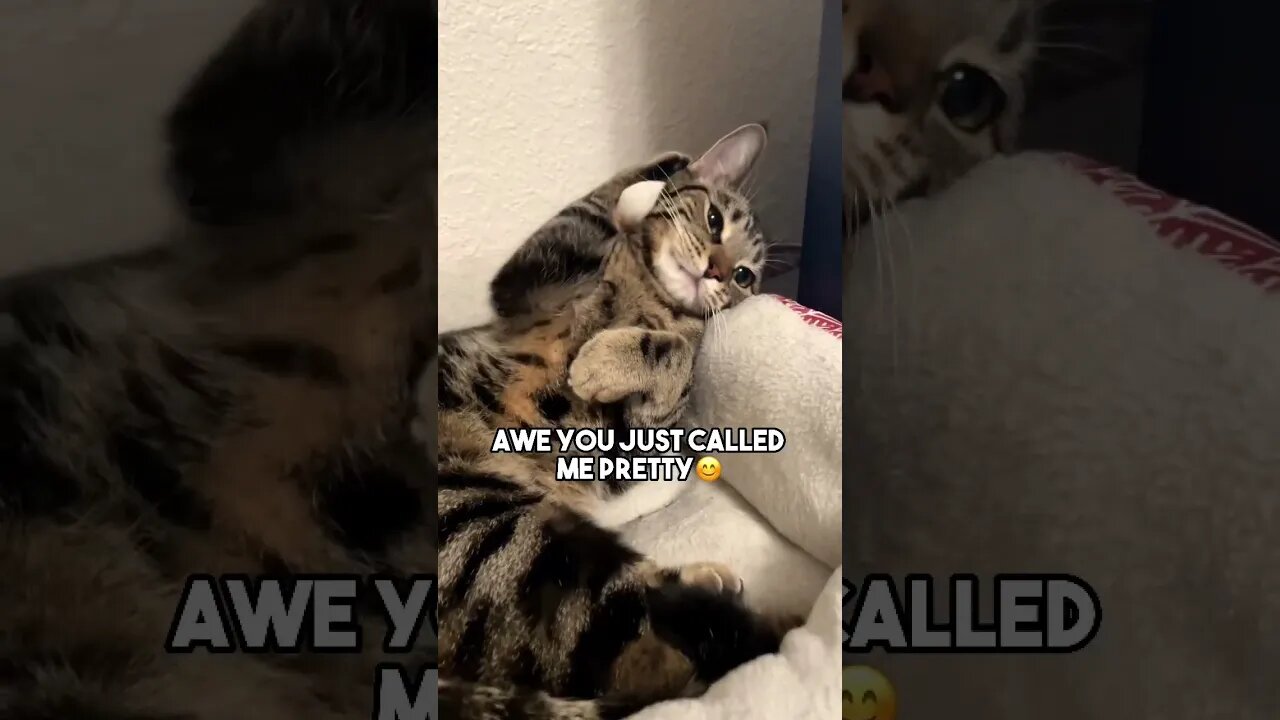 Selective hearing😂 #cat #kitten #blackcat #leonthecatdad #relationship #reltable