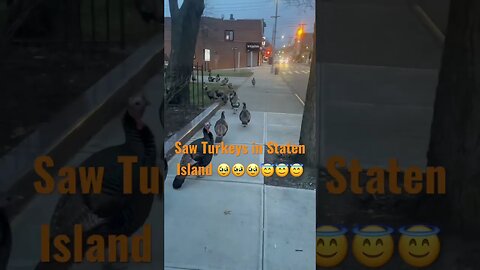 Saw Turkeys in Staten Island 🥹🥹🥹😇😇😇 #2023 #newyear #777 #7777