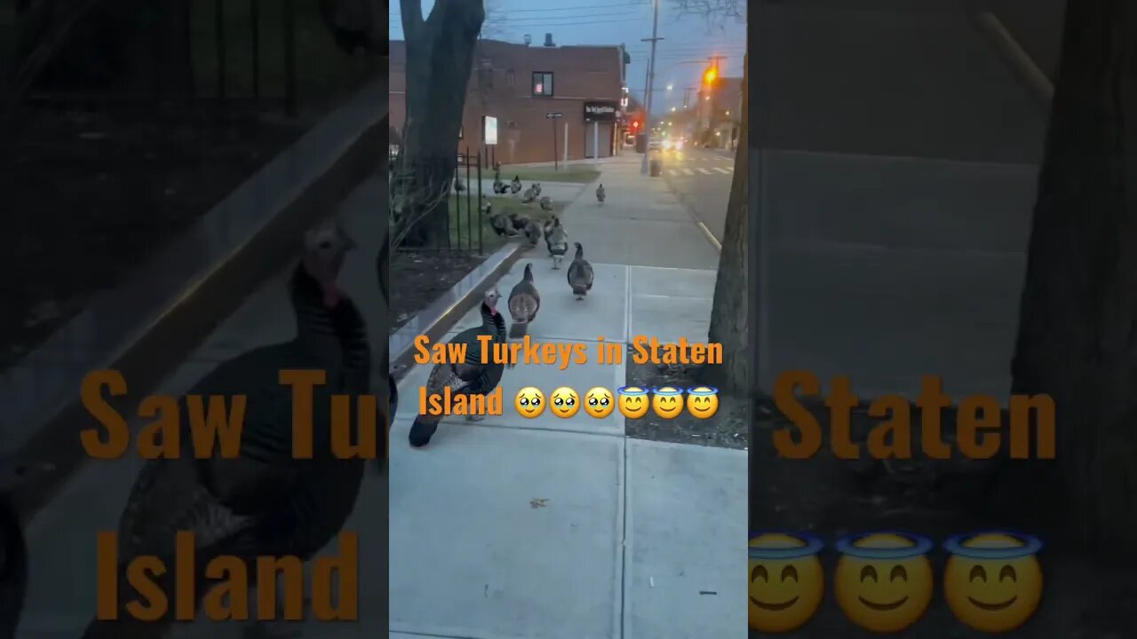 Saw Turkeys in Staten Island 🥹🥹🥹😇😇😇 #2023 #newyear #777 #7777