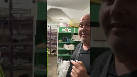 Visiting A Palestinian 🇵🇸 Bird Shop #shorts