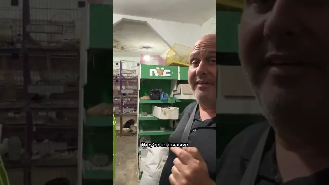 Visiting A Palestinian 🇵🇸 Bird Shop #shorts