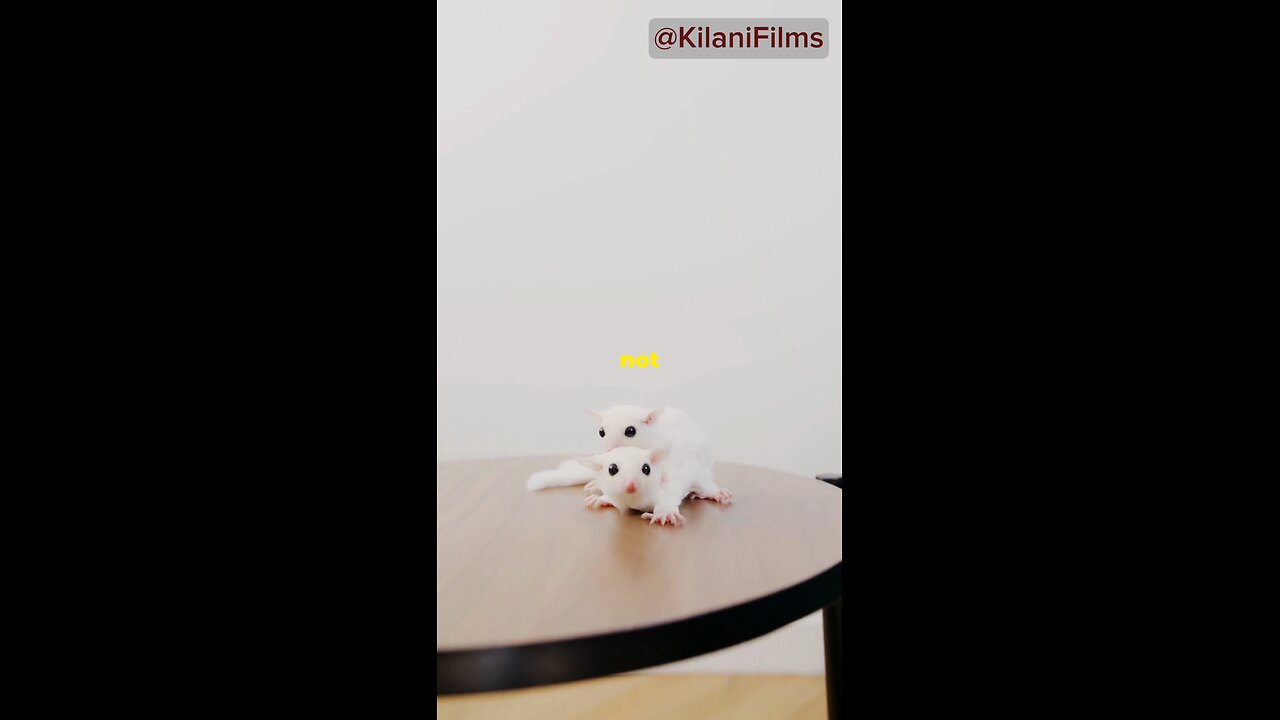 Facts About Mice