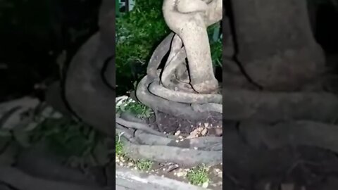 bonsai pohon asem