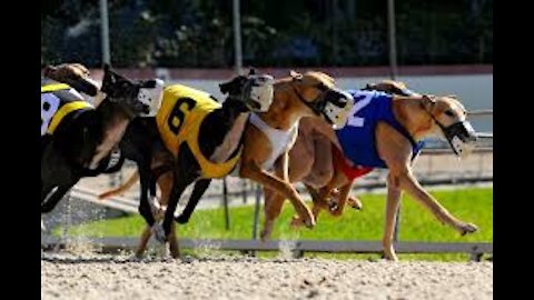Very cool dog racing video
