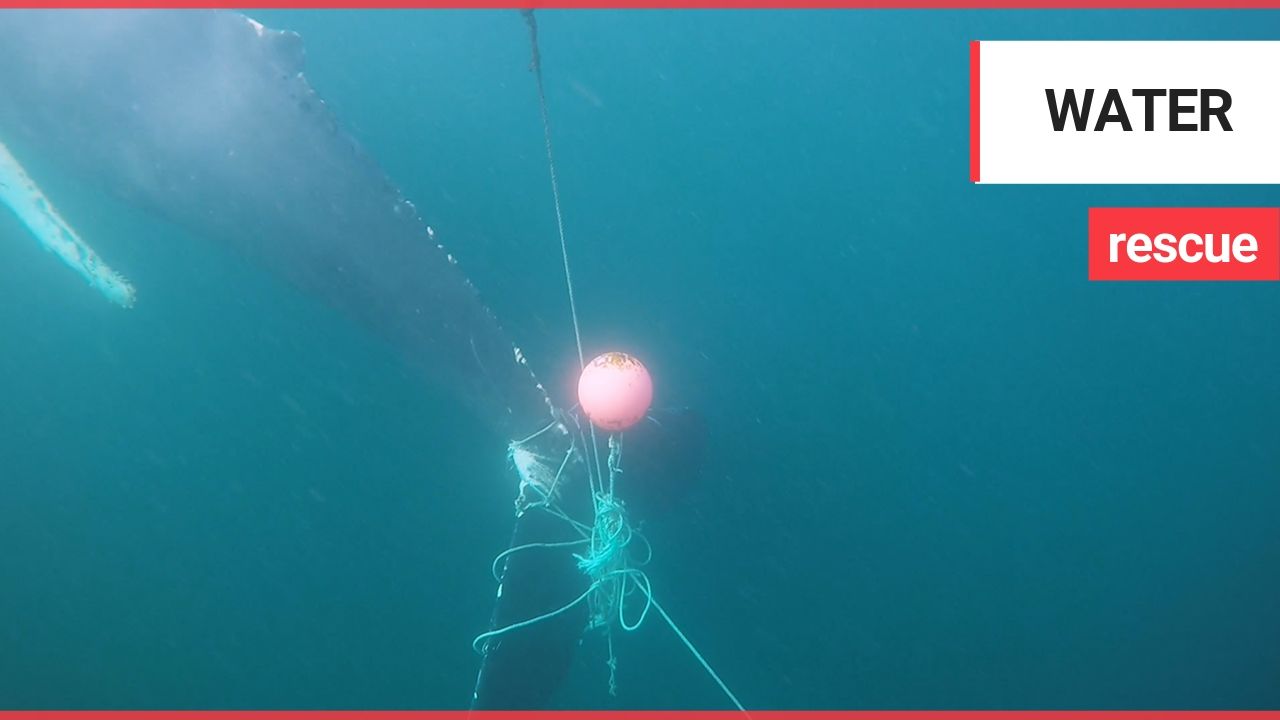 Moment volunteers rescued an exhausted humpback after it got caught on fishing nets