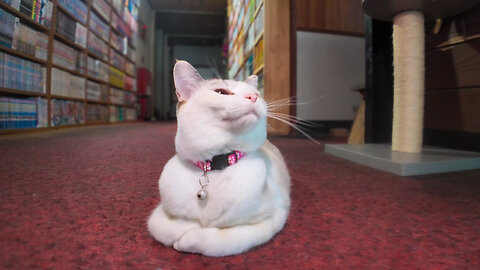 [Cat Inn] After guests check out, the cats take a relaxing break in the morning.