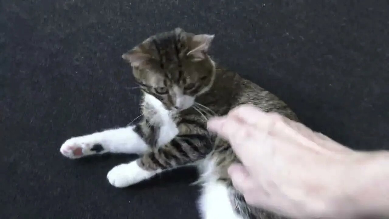 A Hungry Cat's Morning Routine, My Cat Asks for Food