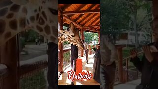 Feeding Giraffe In Nairobi Kenya! #kenya #nairobi #giraffe