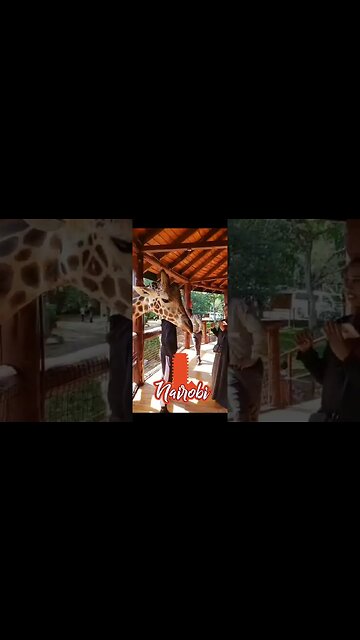 Feeding Giraffe In Nairobi Kenya! #kenya #nairobi #giraffe