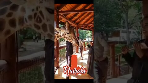 Feeding Giraffe In Nairobi Kenya! #kenya #nairobi #giraffe
