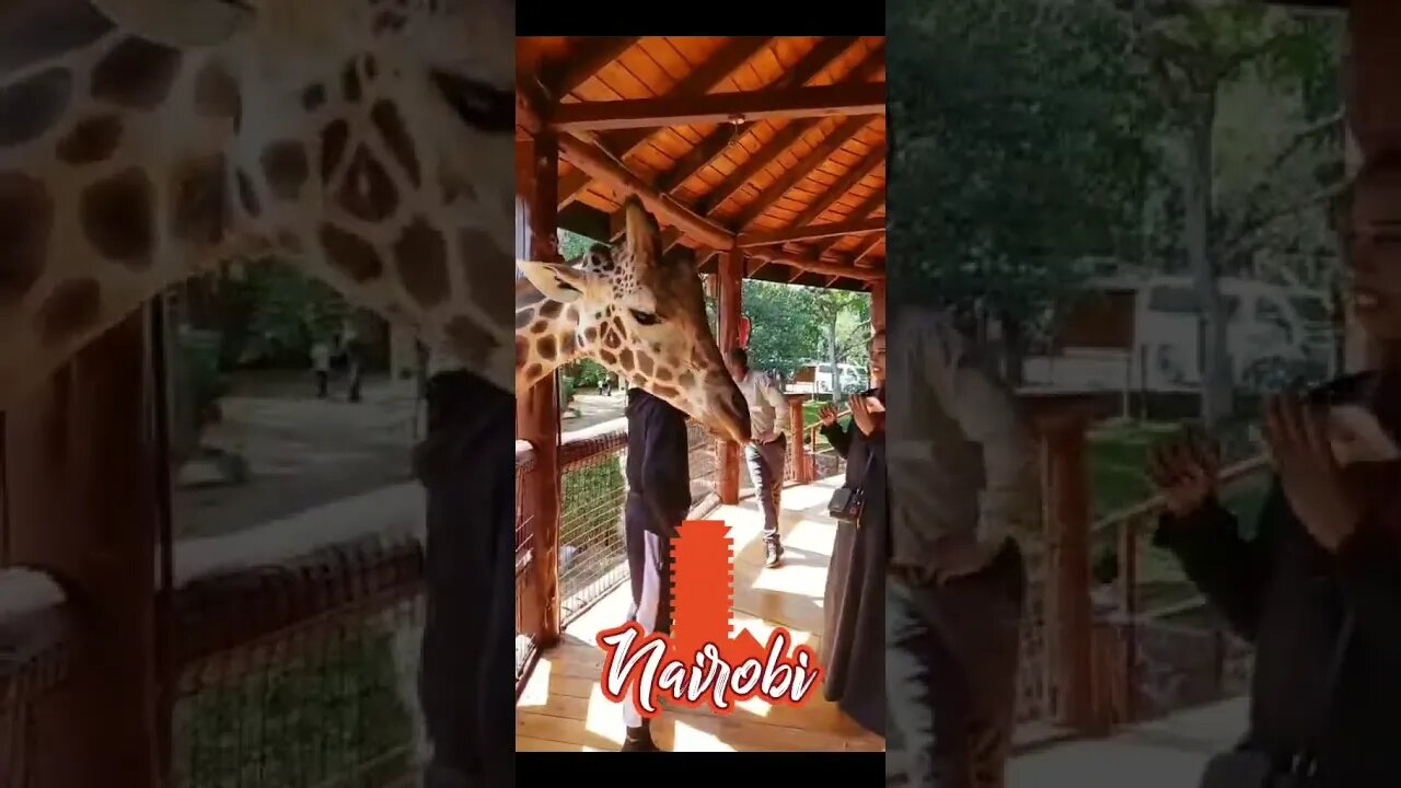 Feeding Giraffe In Nairobi Kenya! #kenya #nairobi #giraffe