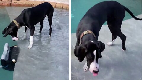 Skeptic dogs aren't sure about pool cleaning monster