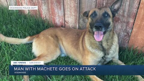 Oceanside police dog recovering from machete attack