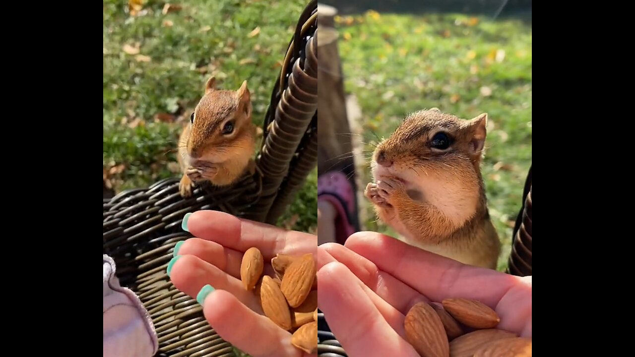 SQUARE ALWAY"S SEEMS TO BE IN A RUSH 🐿️🥜