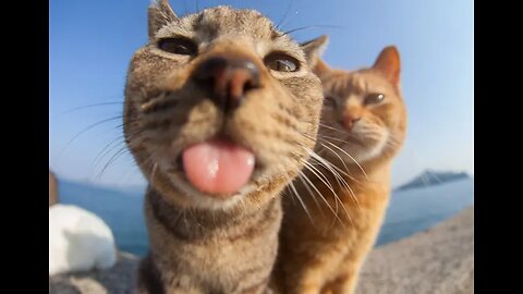 Funny Animals Dance, Funny videos, Funny pets club