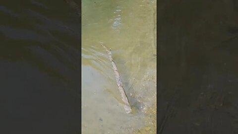 I caught a branch instead of a fish 😄 #shorts