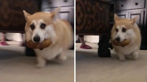 Corgi steals potato from grocery bag 😍 refuses to give it 😂