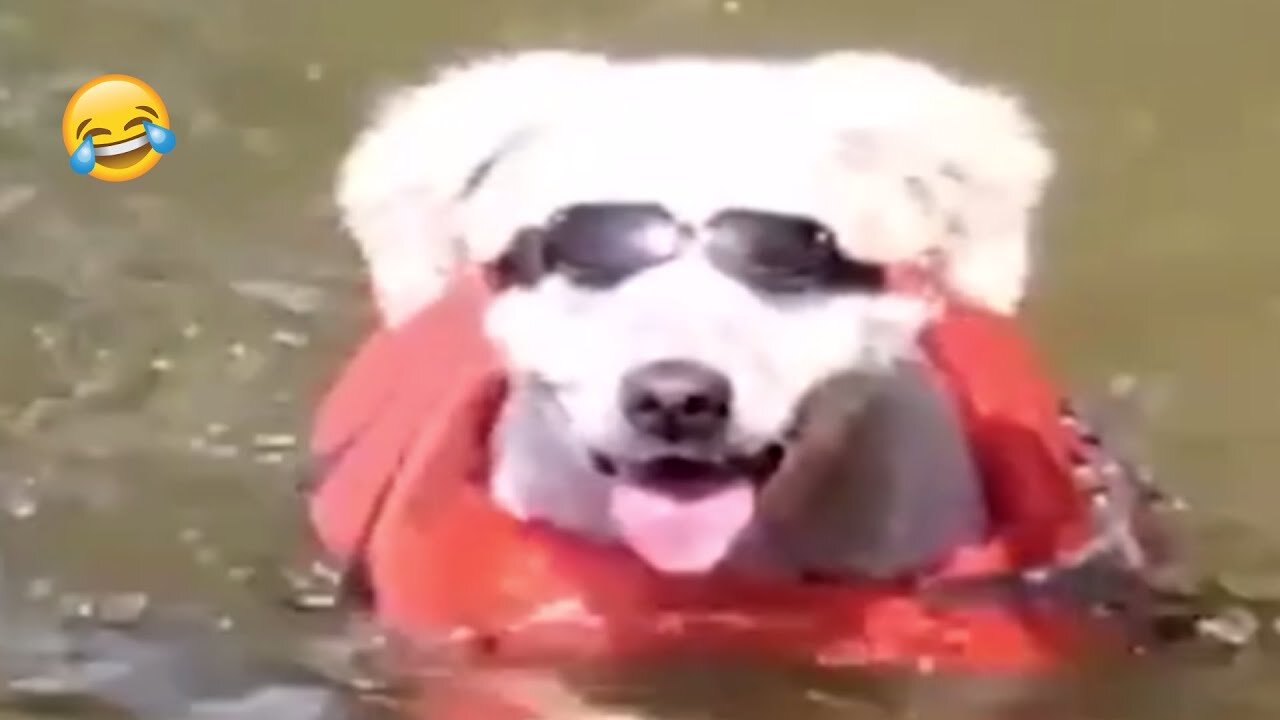 Try Not To Laugh 😂 | Funny Animals Compilation