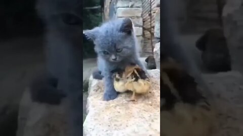 Cat🐱