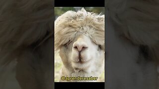 #shorts O Velho da Aldeia - Série - Histórias.