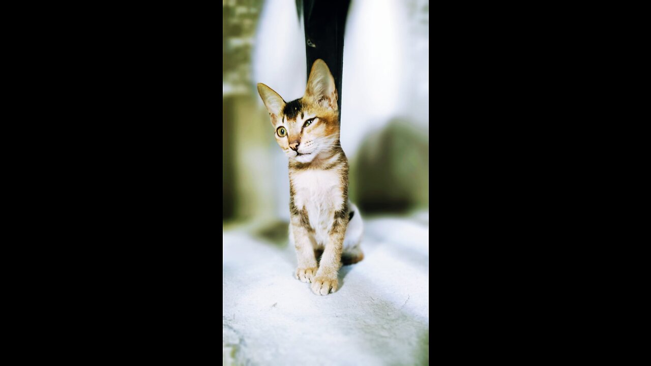 kitten funny expression in snapping sound