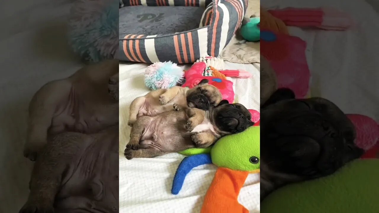 How cute? Double tap* if you love❤️❤️ . . #pugs #puglife #puppylove #dogsoftwitter