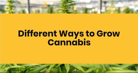 Different Ways to Grow Cannabis