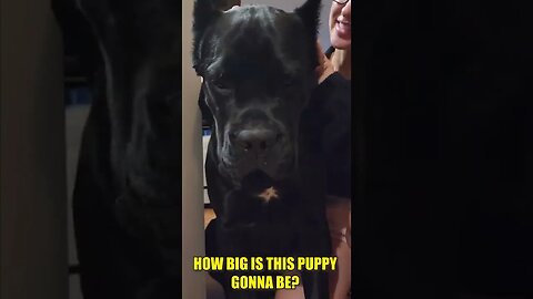 HUGE Puppy Gets LOVE From Mom #shorts #dog