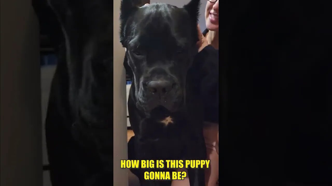 HUGE Puppy Gets LOVE From Mom #shorts #dog