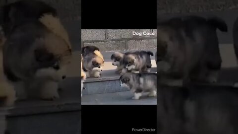 Cute Animals for When You are Stressed | cute husky puppies @chcreation moratuwa