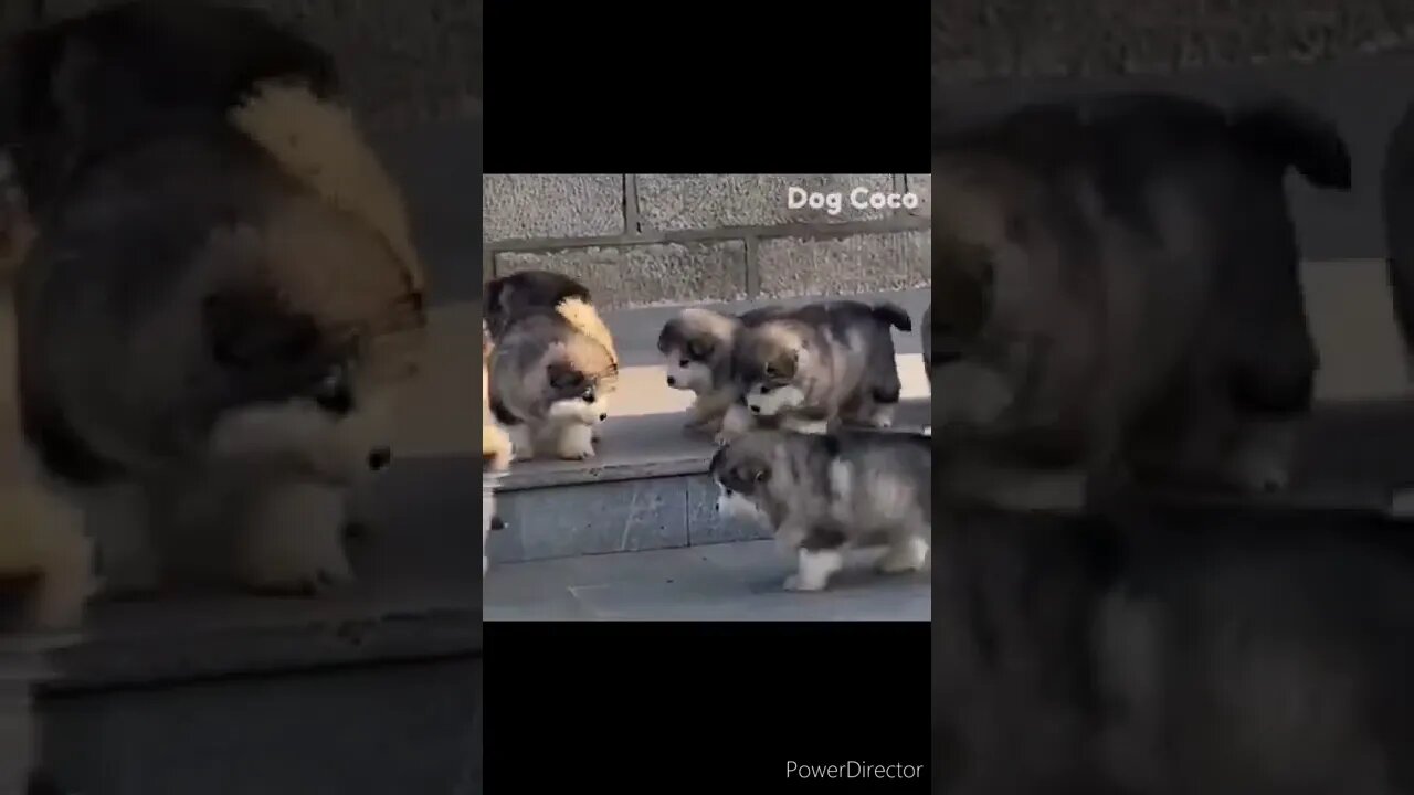Cute Animals for When You are Stressed | cute husky puppies @chcreation moratuwa