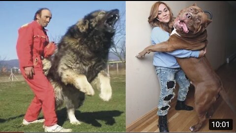 10 Most Dangerous Dog Breeds In The World In Urdu/Hindi | Largest Dog Breed | Pet dogs