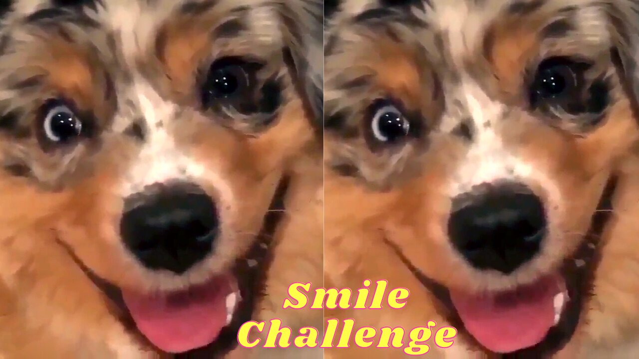 Let's see if your pet can beat that smile
