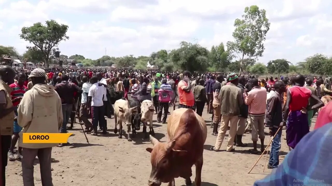 Loroo livestock market - Introduction market reduces domestic violence and insecurity in families