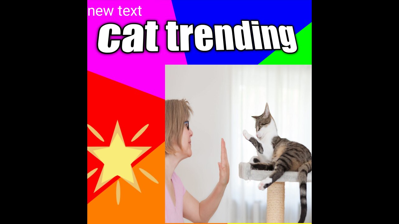 Cat trening