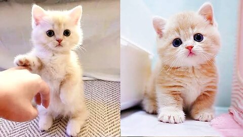 Cute Cat Funny Moments. Episode - 13