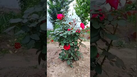 My Garden Stories| Coudy Weather| Drizzling| Roses