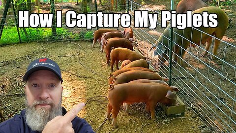 Catching Piglets @UncleTimsFarm #kärnəvór #carnivore #shorts #hereford #freerangepigs