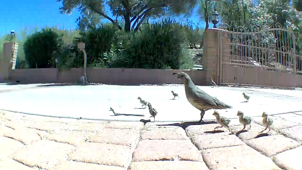 Family of quail