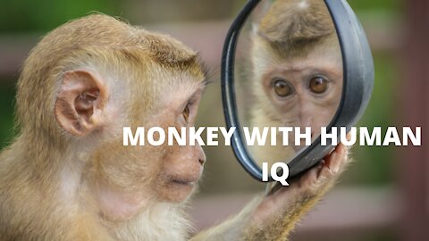 Monkeys With Human Alike IQ