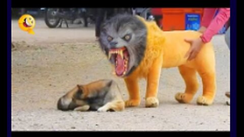 Troll Prank Dog Funny & fake Lion and Fake Tiger Prank To dog & Huge Box Prank to dog