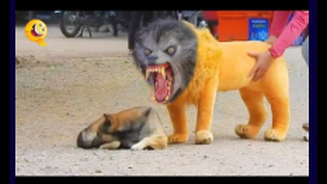 Troll Prank Dog Funny & fake Lion and Fake Tiger Prank To dog & Huge Box Prank to dog