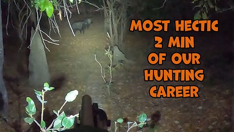 THE LAST PARADISE SERIES - 6 good boars in 2mins!